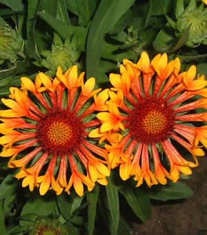 Gaillardia 